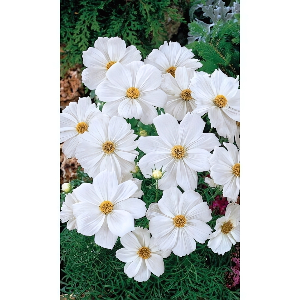 Семена Космея Снежная Сенсация 0,1гр (УД) Е/П