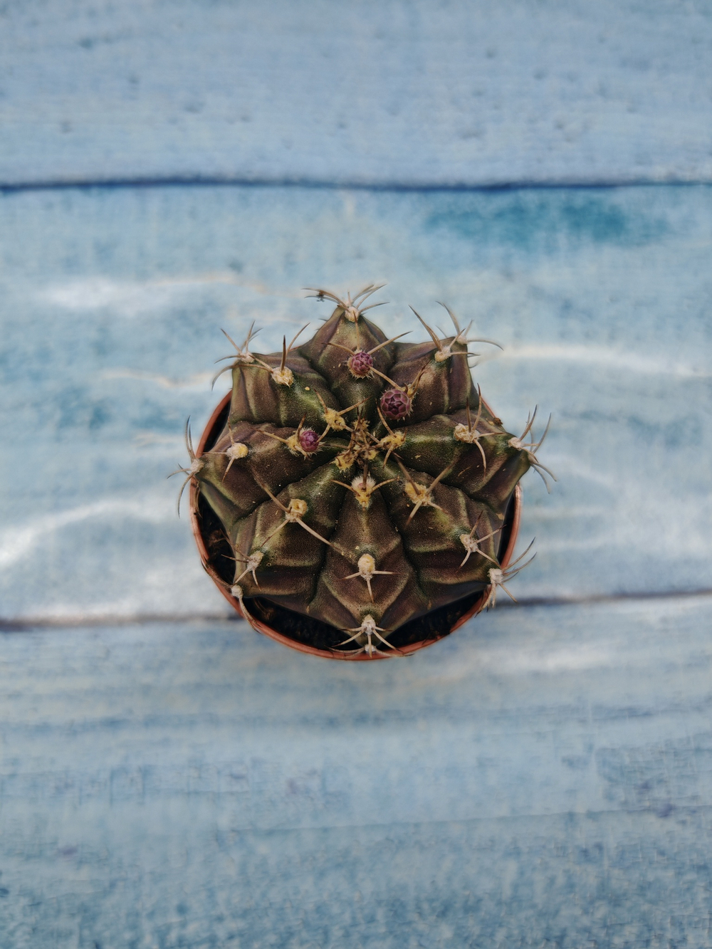 Gymnocalycium Friedrichii (Гимнокалициум)