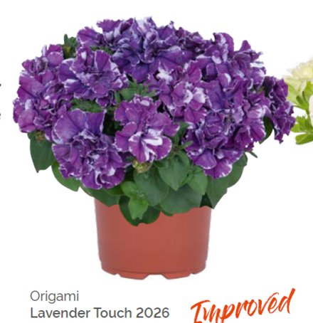 Петуния Origami Lavender Touch укорененный черенок ОКС конец ноября