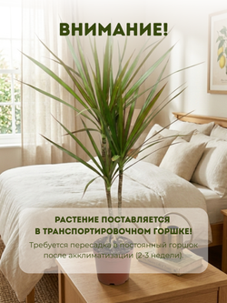 Драцена узколистная Millennial Forest д.11