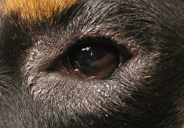 Блефарит у животных