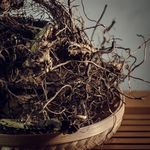 Маралий корень