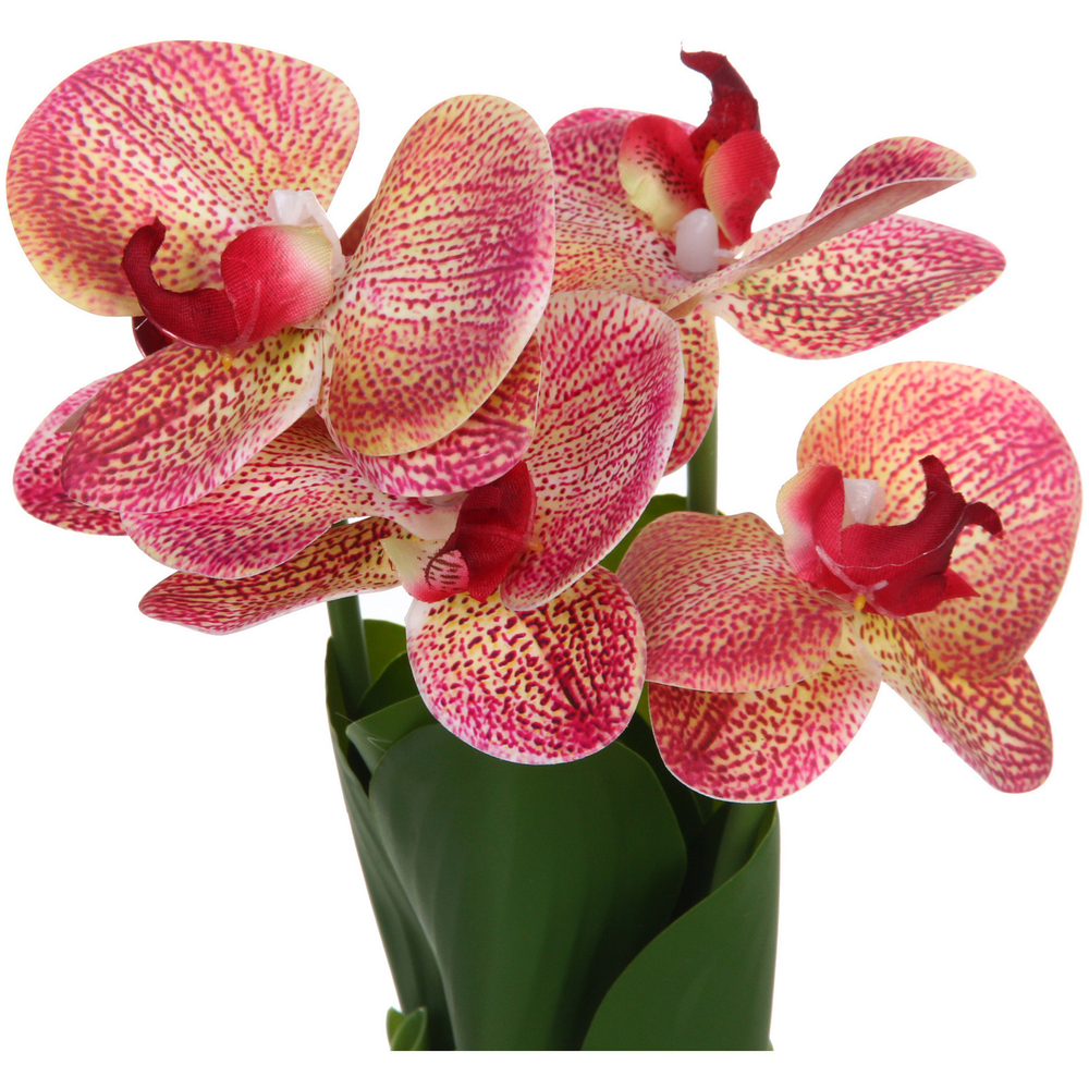 Цветочная композиция «Весенняя рапсодия» 19*27см Орхидея бордовая