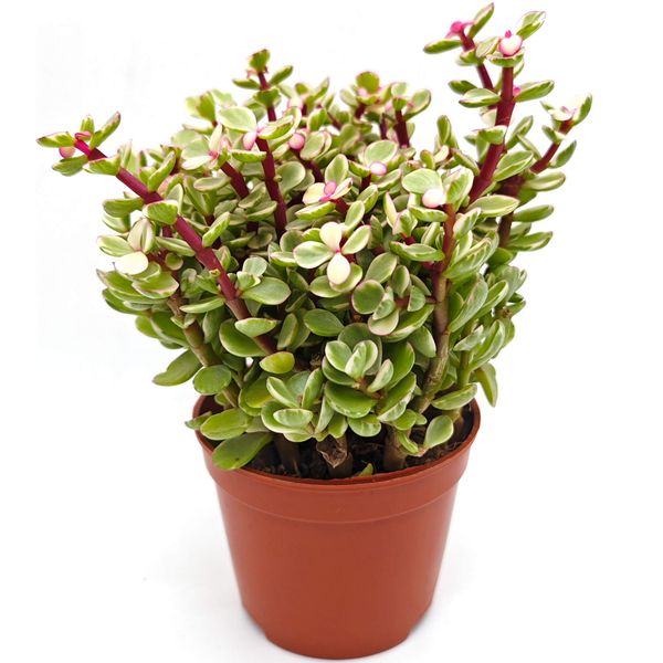 Портулакария Афра вариегата D9 H17