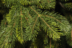 Ель искусственная Царь елка Байкальская 180 см БК-180