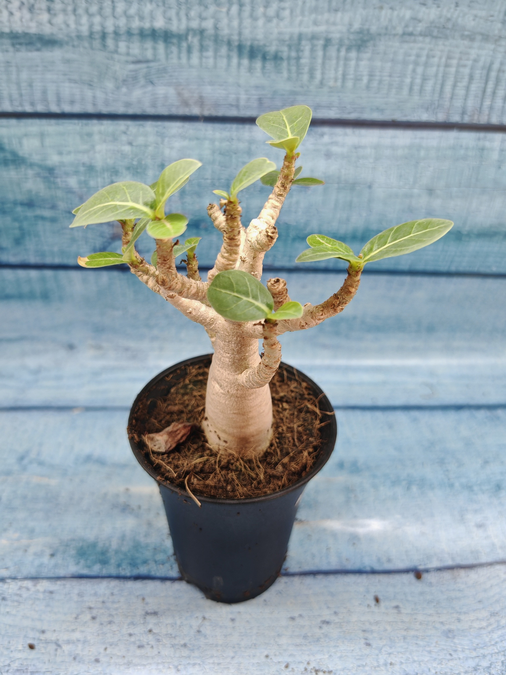 Adenium Baobab (Адениум)