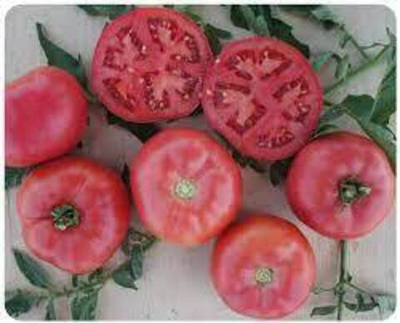 Томат детерминантный Пинк Буш F1