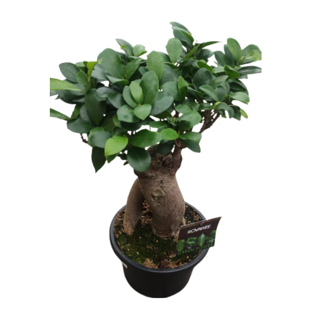 Бонсай фикус