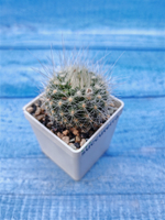 Parodia Penicillata (Пародия)