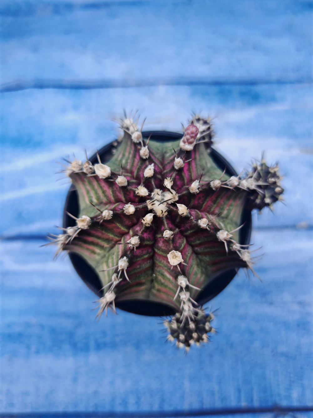 Gymnocalycium T-Rex Pink hybrid (Гимнокалициум T-rex)