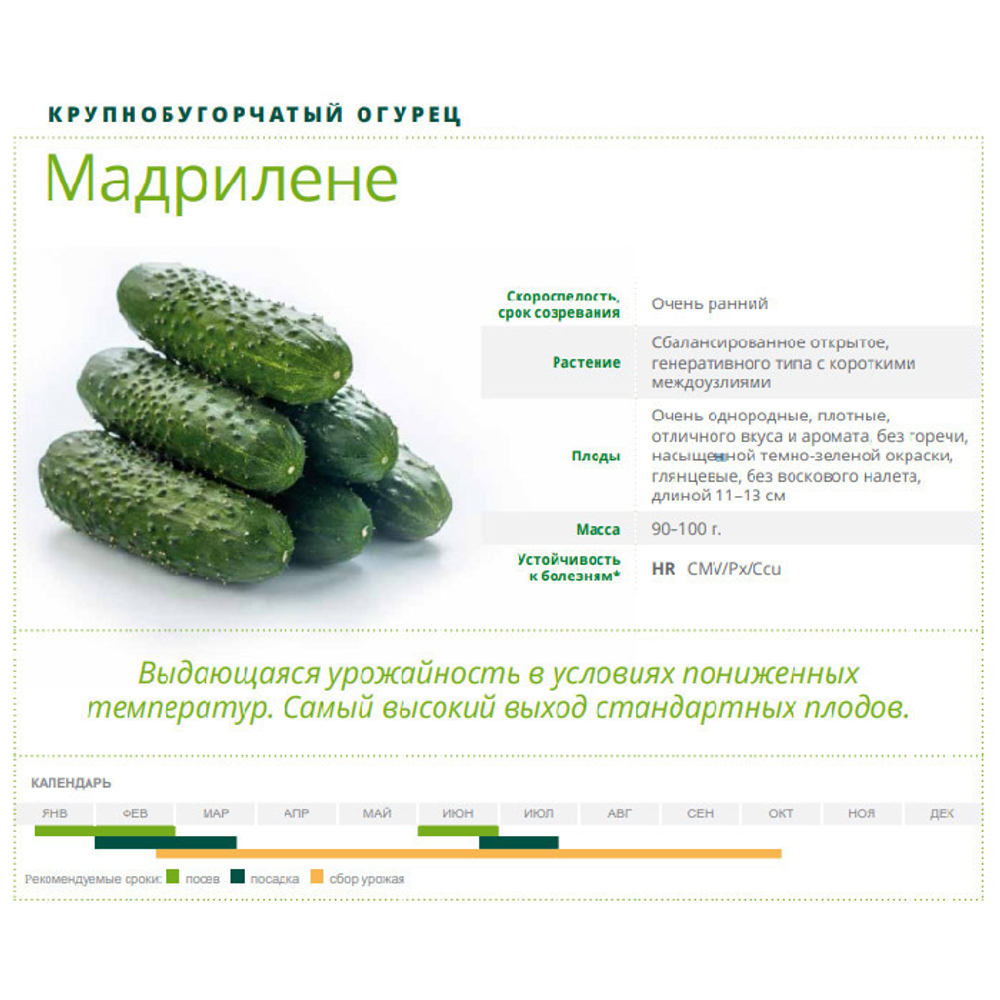 Мадрилене F1 семена огурца (Seminis)