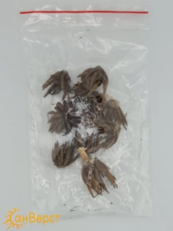 Ранункулюс луковицы многолетние - 10 шт. Микс цветов