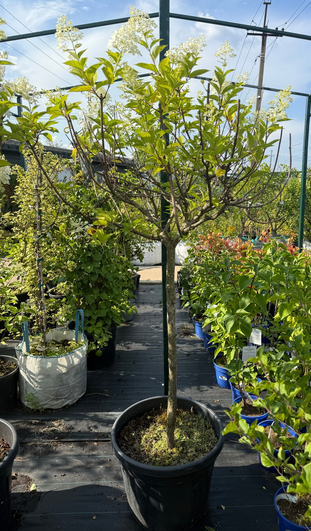 Гортензия на штамбе 90 см Литтл Лайм (Little lime)