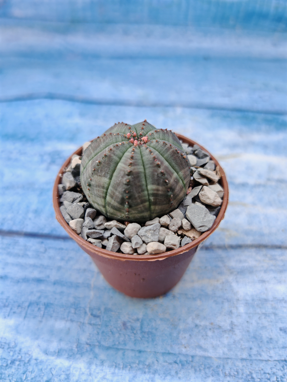 Euphorbia Obesa (Эуфорбия)