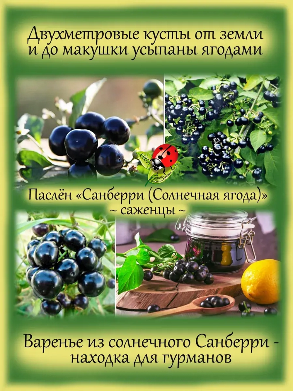 Паслён Санберри Солнечная ягода