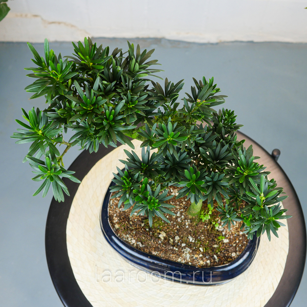 Бонсай Подокарпус 45см