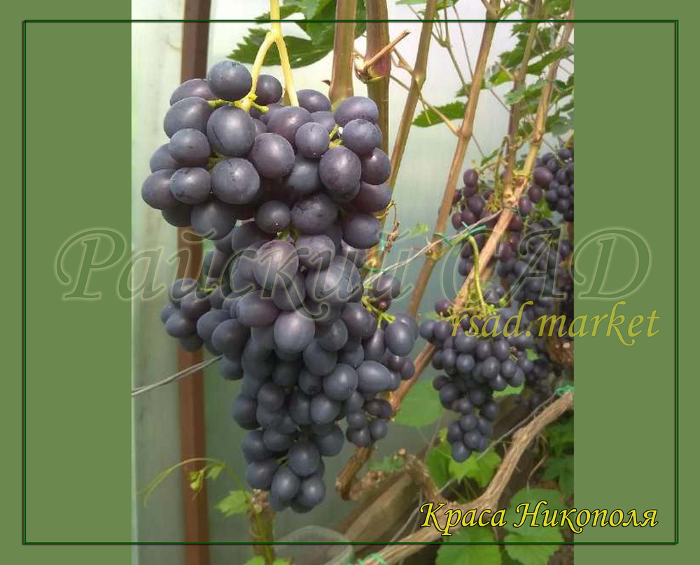 Виноград Краса Никополя
