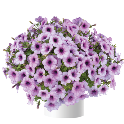 П7 Петуния ампельная Capella Purple Veins