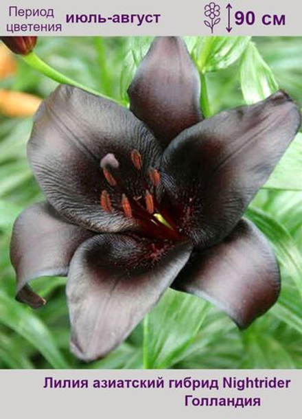 Лилия Найтрайдер (3 шт) Волжский Сад