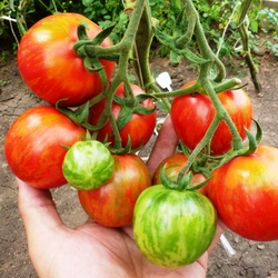 Помидоры Арбузик