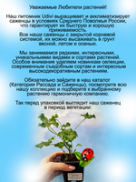Пеларгония Фрагранс ароматная мускатный орех яблоко