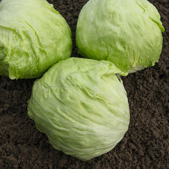 Джойс семена салата айсберг (Bejo / Бейо) продукт – фото 2