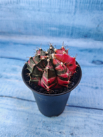 Gymnocalycium Variegata (Гимнокалициум Вариегатный)