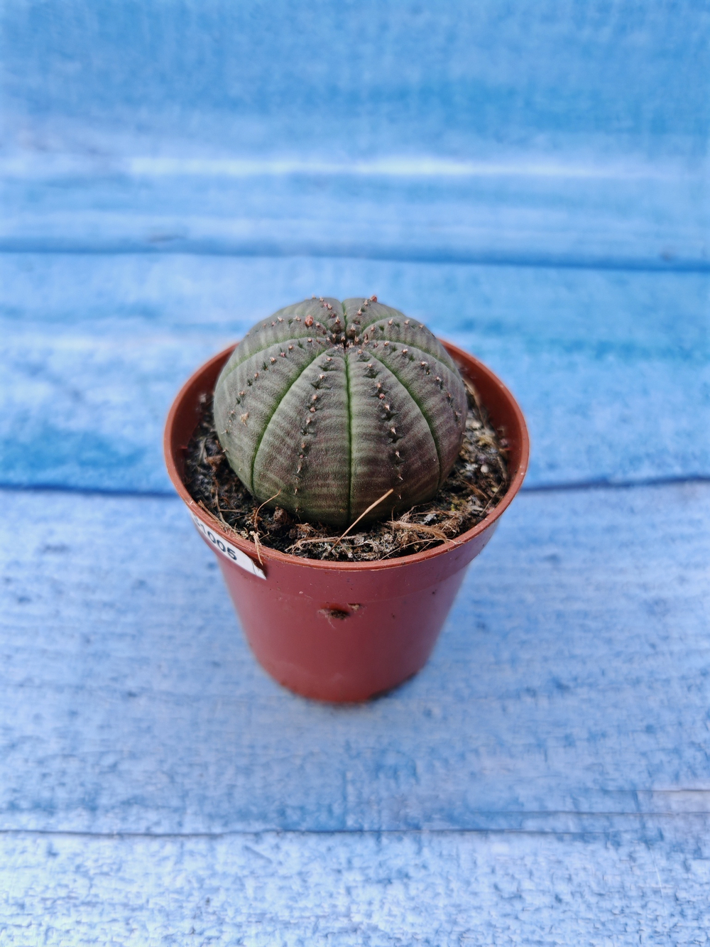 Euphorbia Obesa (Эуфорбия)