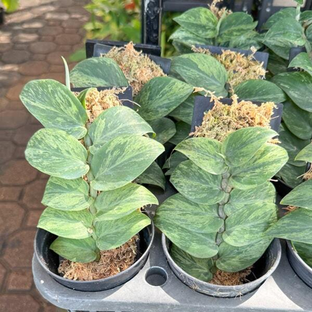 Рафидофора HONGKONGENSIS MARBLE VAR