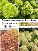 Литл Лайм гортензия метельчатая