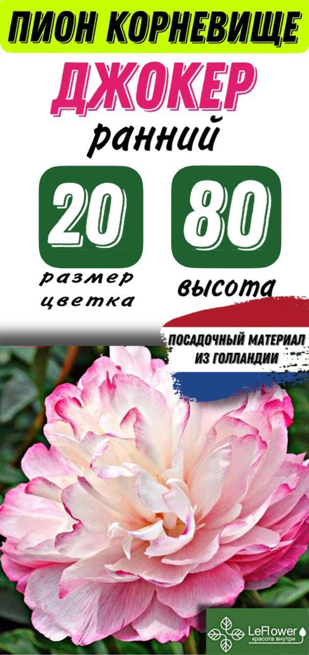 Пион Корневище, Джокер, 1шт