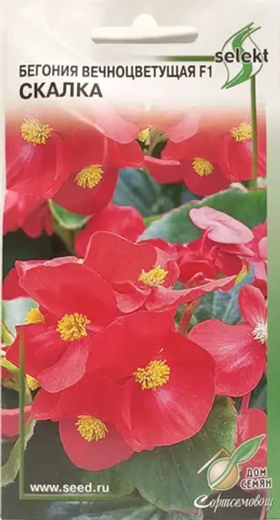 Бегония Скалка красная, 10шт