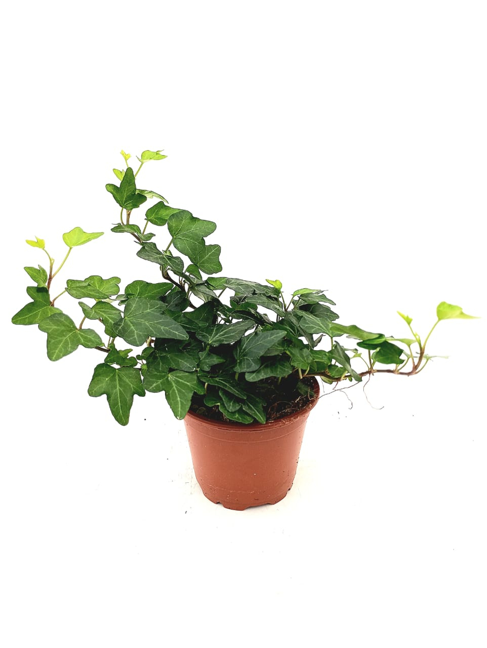 Хедера (плющ) фото №1 в наличие