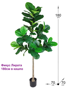 Искусственное растение разборное Фикус Лирата 180см в кашпо