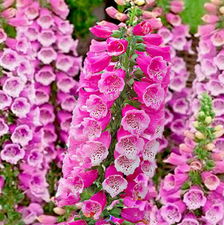 Наперстянка Далматин Парпл Имп рассада конец апреля 26