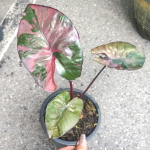 Алоказия SERENDIPITY PINK VAR