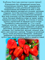 Клубника Азия 2 саженца в одном горшке