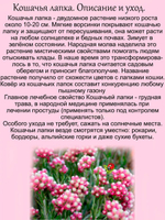 Кошачья лапка Рубра Антеннария многолетняя