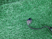 Проводка переднего бампера Haval F7 1 (2022-2024)