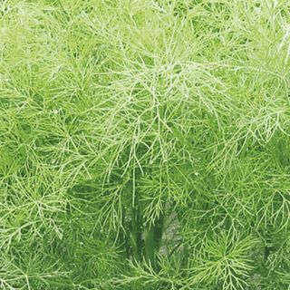 Укроп Грин Сливз 250 000 (семян)