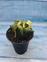 Astrophytum Myriostigma variagate (Астрофитум вариегатный)