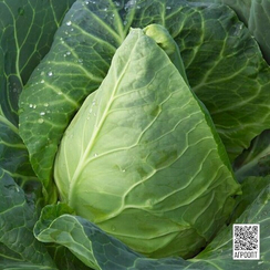 СОНСМА F1 семена капусты белокочанной (Rijk Zwaan | Alexagro)