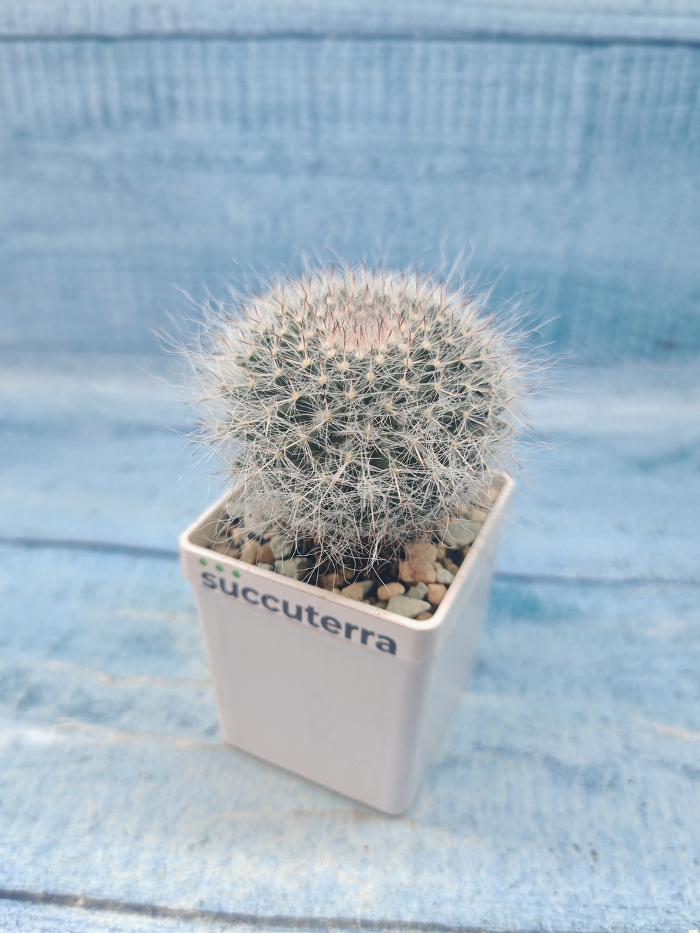 Mammillaria Hahniana (Маммилярия)