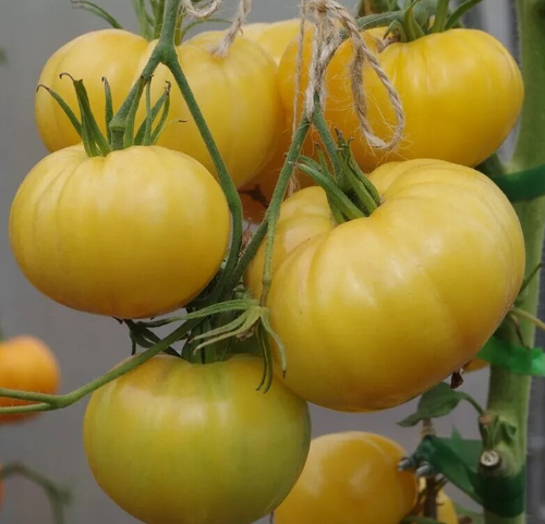 Гном Желтый карлик Шона (Sean’s Yellow Dwarf)