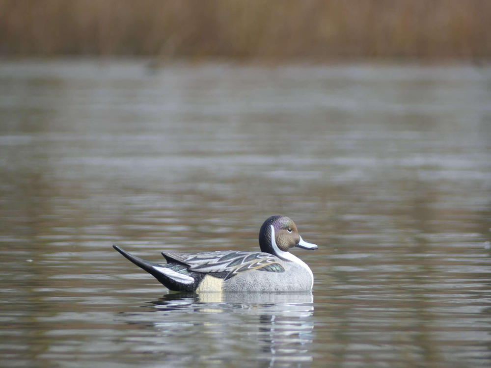 Шилохвость селезень "FA LAST PASS PINTAIL FLOATERS" (12 селезней) FA-233520