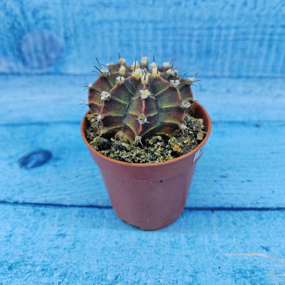 Gymnocalycium Friedrichii (Гимнокалициум)