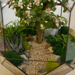 Готовый флорариум с суккулентами бонсай Цефей с озером