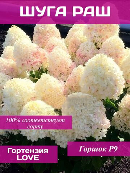 Шуга Раш гортензия метельчатая