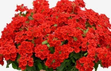 ЕВРО Вербена Verbena Vanessa Compact Hot Red укор черенок