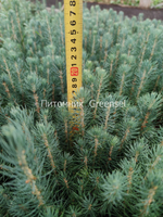Ель голубая. Двухлетние сеянцы. Оптом от 50 штук.